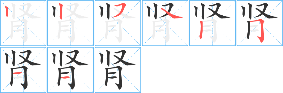 肾字笔顺写法
