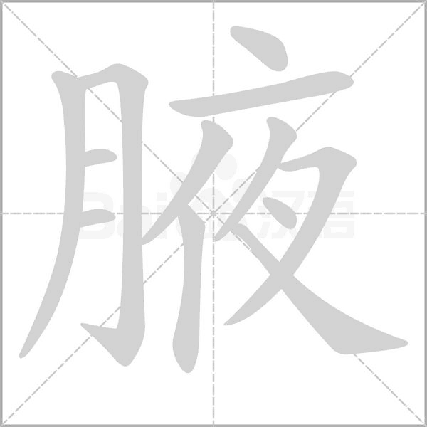 腋字笔顺动画