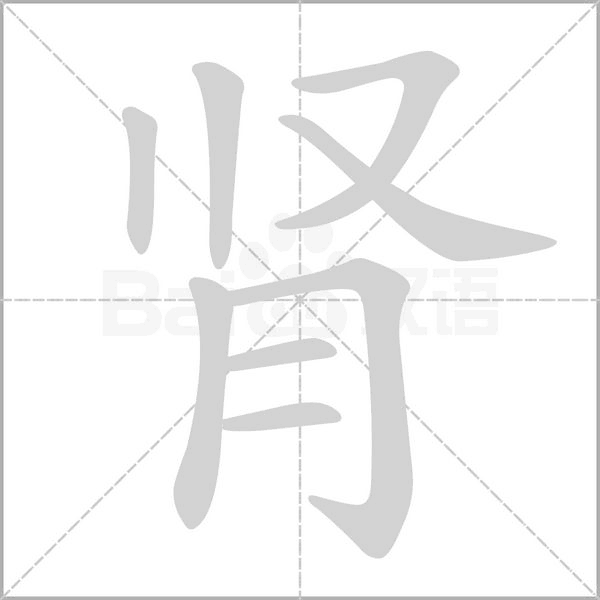 肾字笔顺动画