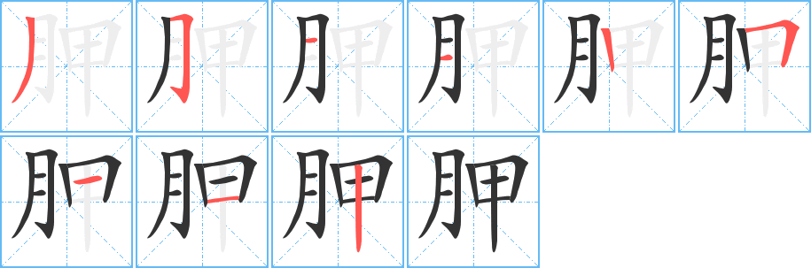 胛字笔顺写法