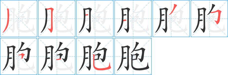 胞字笔顺写法