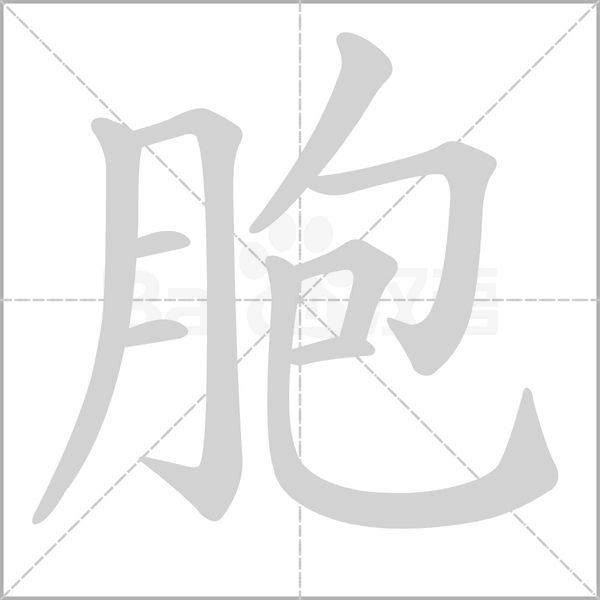 胞字笔顺动画