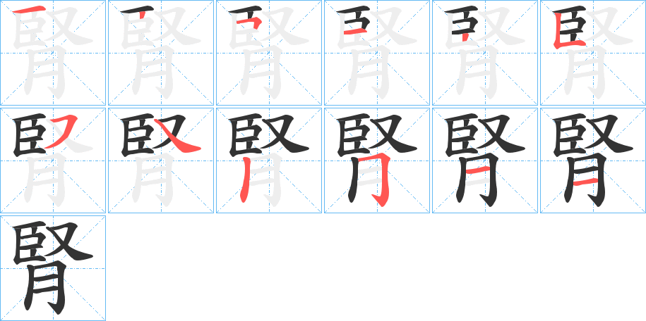 腎字笔顺写法