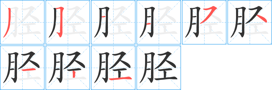 胫字笔顺写法