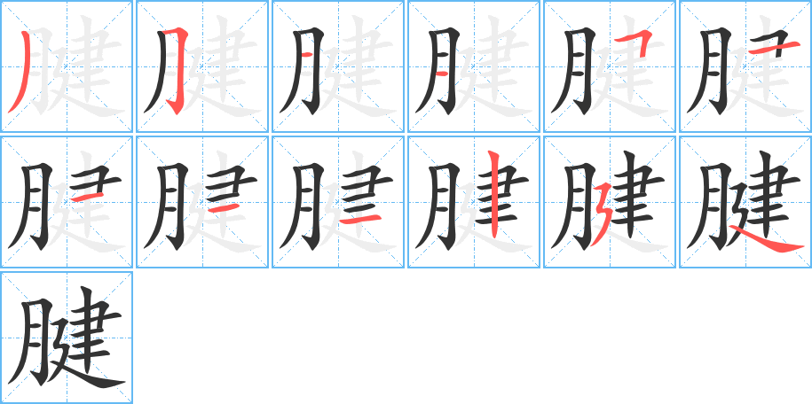 腱字笔顺写法