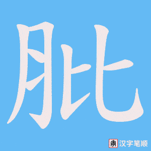 肶字笔顺动画