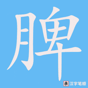 脾字笔顺动画