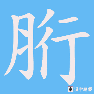 胻字笔顺动画